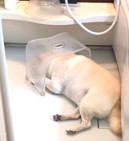 しっかりバスチェアの下に頭隠してます（「白柴ごん太」さん提供、Instagramよりキャプチャ撮影）
