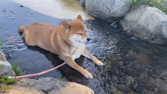 「この子、水が大嫌いです」あまりの暑さに、川で自らお腹を冷やす柴犬…10分間動かず