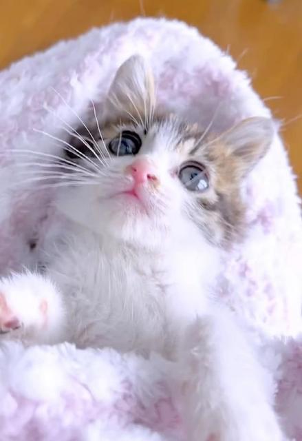 「ホワホワ」「天使！」子猫をタオルで包んだら…可愛すぎる寝かしつけ動画に15万人がキュン！