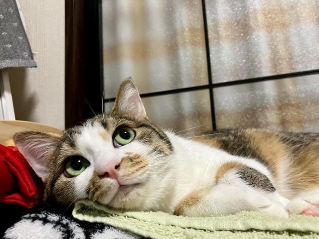 母猫とはぐれ弱って動かない三毛の子猫　きれいな緑の瞳に一目ぼれした　「横になった私がお腹をぽんぽんすると一緒にお昼寝してくれます」