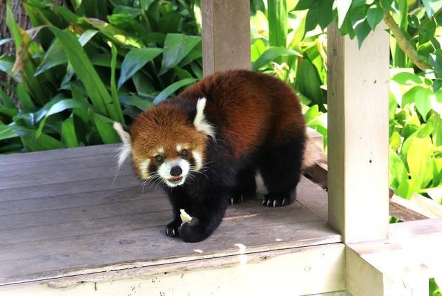 器用に手でリンゴを持って食べるガイア。かわいい♡