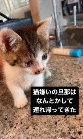 猫嫌いの旦那さんが放っておけなくて保護した小判くん（小判つる姫さん提供、Instagramよりキャプチャ撮影）