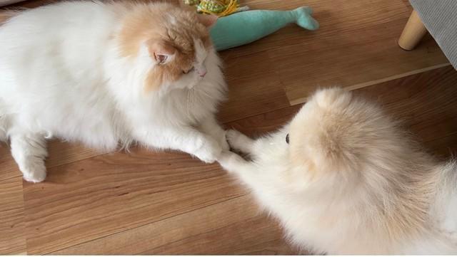 「よく手を繋いでいるうちの猫と犬」毛玉さん同士の熱い友情に癒やされる人続出「尊い！」
