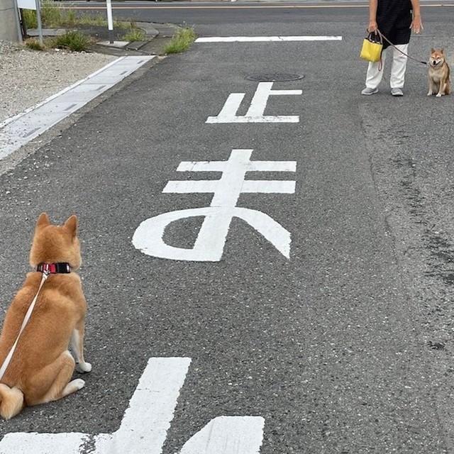 「止まれ」がわかる柴犬　ポケモンバトル風「柴距離」で向き合う2匹の戦いの行方は？