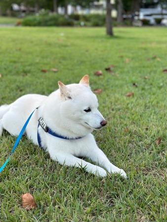 芝生でぼーっとするラッテちゃん（提供：柴犬ラッテさん）