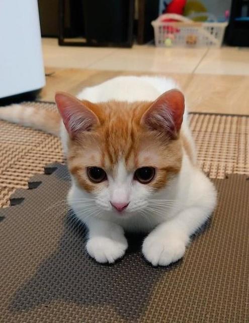 猫さん「成長後の方がちょっと幼くなってる！？」ビフォーアフター写真が「どっちもかわいい」と話題