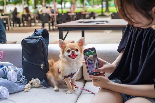 自分のペットの画像が無断転載されてしまった…そのような時、飼い主としてなにか対策が取れるのでしょうか（ButterflyEffect/stock.adobe.com）