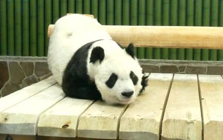 会えないけれど近くにいたい…神戸のパンダ「タンタン」28歳お誕生日会に多くのファン“参加”　動物園が伝えたかった感謝の思い