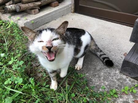 自宅前に現れたときのポケ。山をさまよい足を怪我していた（本岡さん提供）