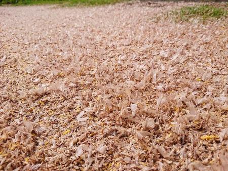 落ち葉？と思いきや…！？「地面をカゲロウが覆う時期になりました」 この時期ならではの光景が話題「今年は特に多い」