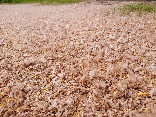 夏から秋に移り変わるこの時期ならではの風物詩…（豊田ホタルの里ミュージアム提供）