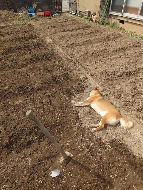 邪魔ばかりするツンデレ柴犬がくれた「限界集落」でのつながり　佐渡島のお寺で暮らすハナちゃんとの日々