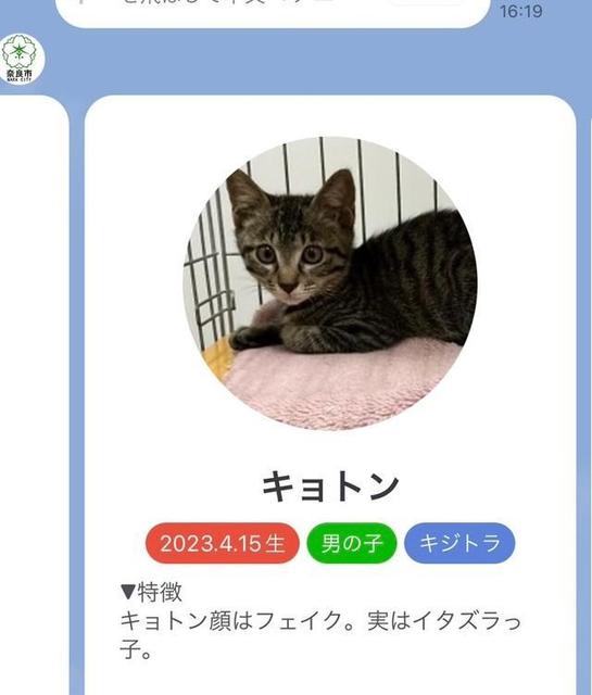 「ハチャ＆メチャ」「キョトン」…保護猫のネーミングセンスが好評、奈良市の“名付け担当”ベテラン職員を直撃！反響に驚き隠せず