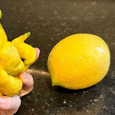 悪魔の実？となったレモンとは（提供画像）