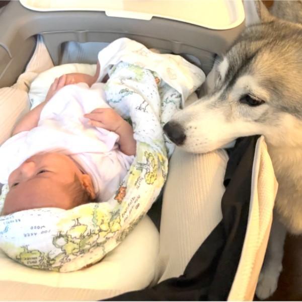 赤ちゃんをそばで見守るハスキー犬 赤子泣くとアワアワ「優しすぎる」「良いお兄ちゃん」
