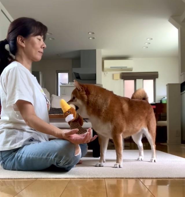 飼い主が瞑想中におもちゃをもってきた柴犬が話題に（「tyatyamaru & nonoka」さん提供、Instagramよりキャプチャ撮影）