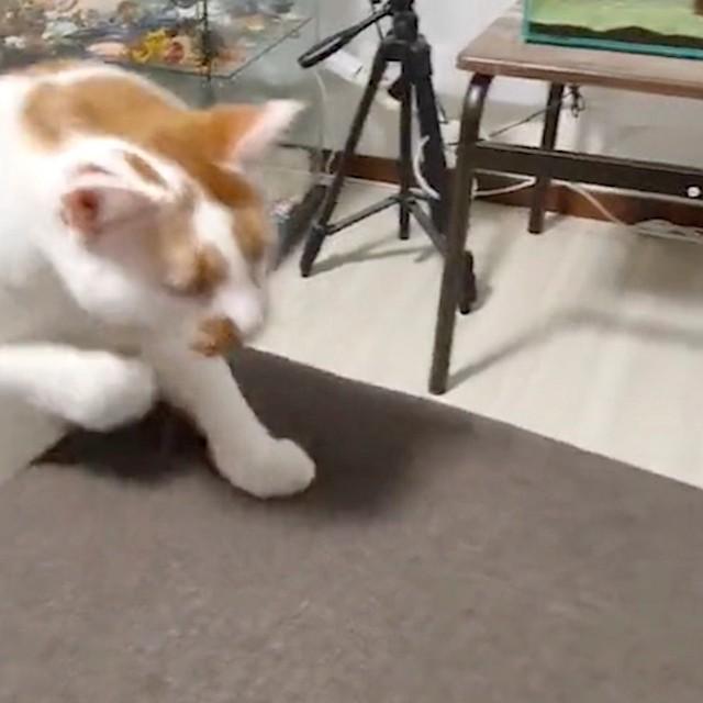 「ピョン」と言いながらジャンプする猫→想像以上に「ピョン」だった！「効果音を自分で発するタイプ」と驚きの声