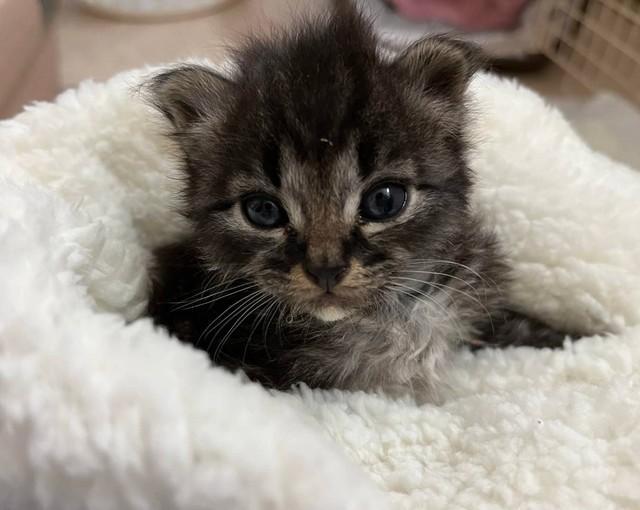 【ビフォー写真】保護時の子猫（高沢さん提供）