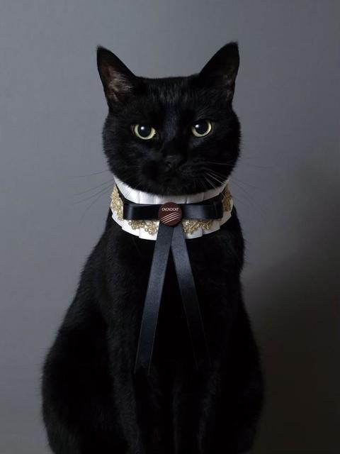 黒猫は最高に気高く、そして美しい」凛とした黒猫さんが話題に