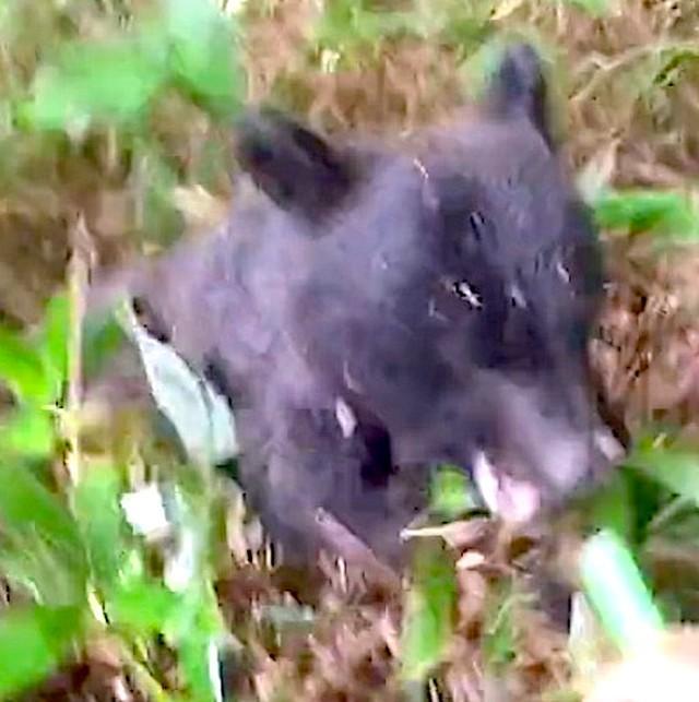 薮の中から突然、熊が襲いかかってきた！（動画からキャプチャー／提供：原生林の熊さん @tennen6606）