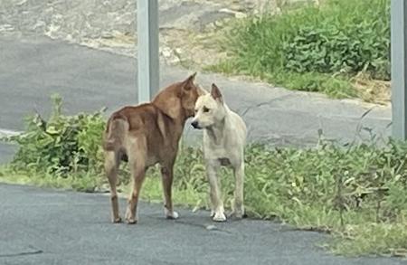 岡山市内の住宅街をうろつく野犬