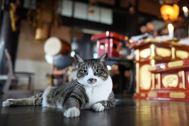 「幸運の寺猫」は血気盛んな地域猫だった　無病のお守りのきっかけにも　京都・因幡堂平等寺