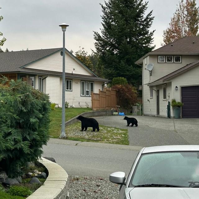 ブラックベアーの親子？　登校しようとドアを開けるとクマ2頭！　目撃した高校生に聞いた