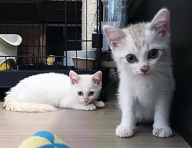 このままでは多頭飼育崩壊　優しさの連携で救われた2匹の子猫　甘えん坊のおひざ猫に変身したね