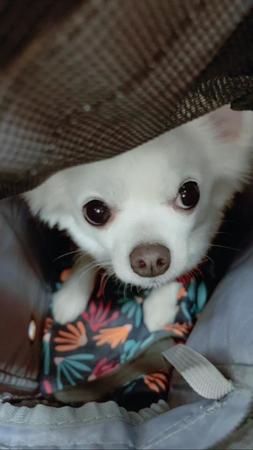 神奈川県警が押収した犬猫80匹行方不明報道　民間ボランティア「行方不明という事実はございません」と否定