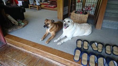 お客さまを「お見送り」するのが得意だという、温泉民宿「南部屋」の人気看板犬、リュックさん（左）とクララさん（右）（画像提供：温泉民宿「南部屋（なんぶや）さん @nanbuya_towada）
