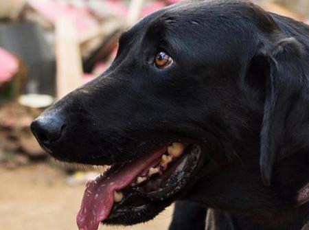 生きることを奪われかけた保護犬　災害救助犬として社会貢献　地震、土砂災害、豪雨の被災地へ　