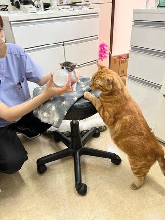 哺乳瓶でミルクを飲む子猫を見守る猫さん　動物病院の日常に癒される「尊い姿」「残りを狙ってるw」