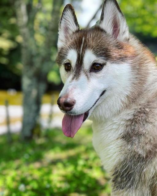 「こんなに大きくなるなんて」と手放された犬 散歩してもらえず夜鳴きしていた甘えん坊、笑顔の輪広げる