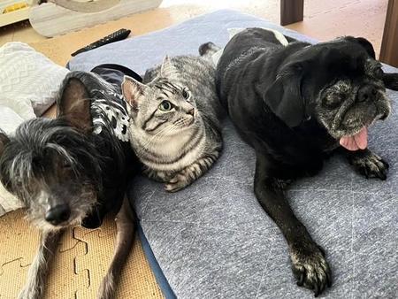 盲目の先住犬テリー（右）と過ごす保護猫あめ（画像提供：SIHOさん）
