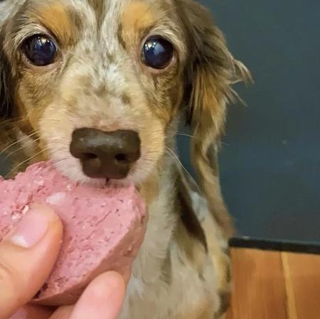 愛犬も夢中になる！ジビエ専門店のペットフード　広島・備後地域で捕れた“最高級肉”で「健康食を日本中のワンちゃんに」