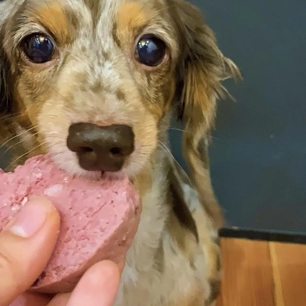 ワンちゃんもジビエのペットフードに大満足