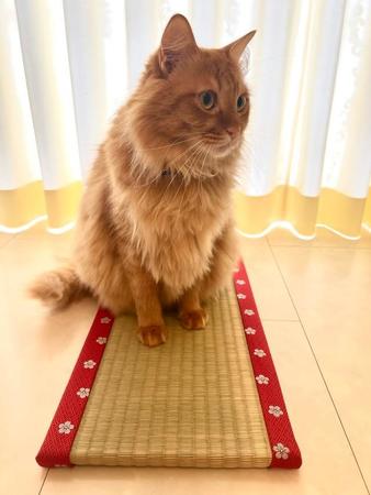 「お猫様専用ミニ畳」爆誕　猫のお昼寝や爪とぎに！いぐさの香りに猫の反応も上々