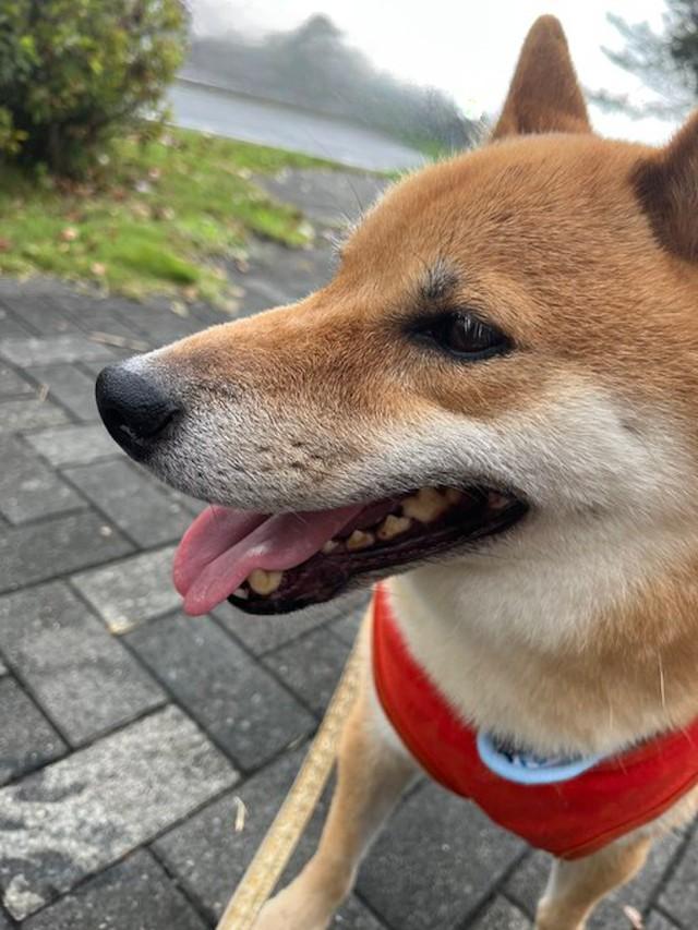 「柴犬」は散歩中、他の犬や通りがかりの人から避けられることが多い！？（画像提供：柴犬と猫のいるくらし さん @shibainu_no_48）