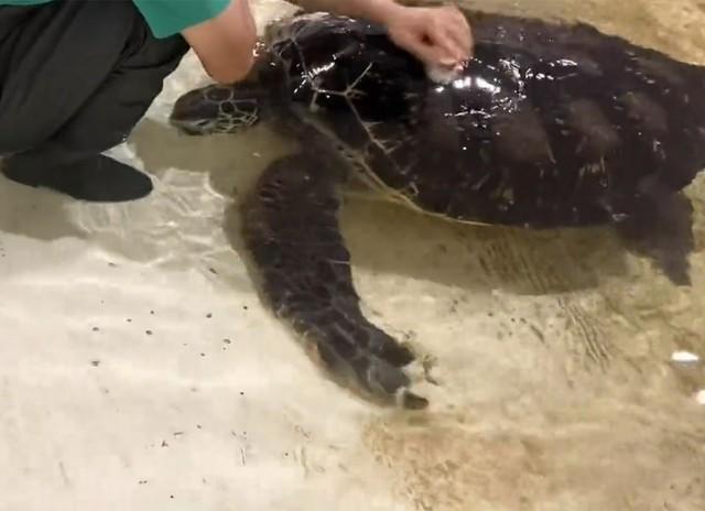 ウミガメさんの甲羅をごしごし（画像提供：道の駅ウミガメ公園）