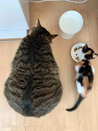 2匹の猫さんの食事風景が話題　体格差に「可愛い」と驚く人続出、仲良しなやりとりにほっこり