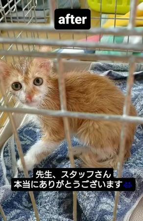 「工場から緊急SOS…」床にくっつき身動きできない子猫を救助　ネズミ捕り用のトリモチにかかった…工場内になぜ猫が！？