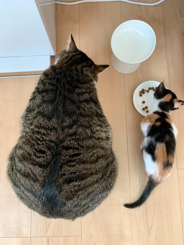 2匹の猫さんの食事風景が話題 体格差に「可愛い」と驚く人続出、仲良しなやりとりにほっこり/ライフ/社会総合/デイリースポーツ online