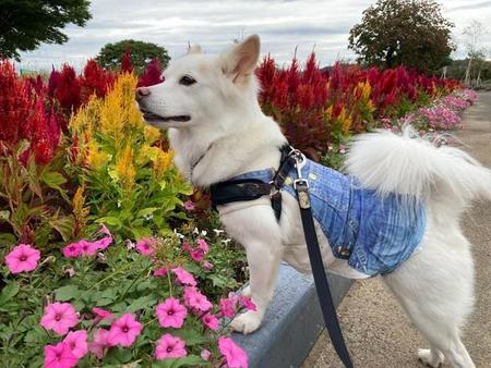 多頭飼育崩壊現場から野犬状態で保護された犬が家族の悲しみ癒す 愛犬を老衰で亡くした喪失感を埋めてくれたドライブ大好きワンコ
