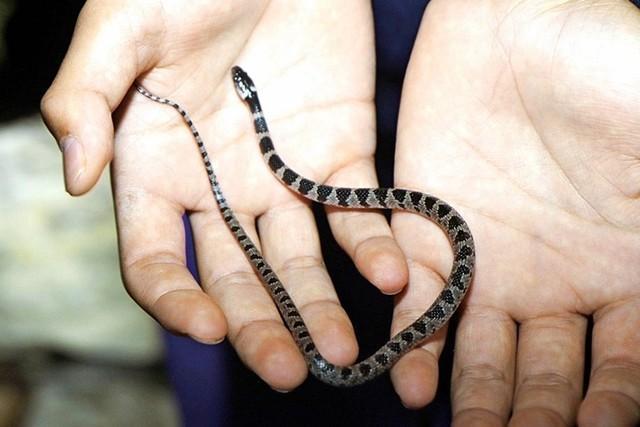 島根県レッドデータブックで準絶滅危惧種となっているシロマダラ＝１９日、島根県隠岐の島町蛸木