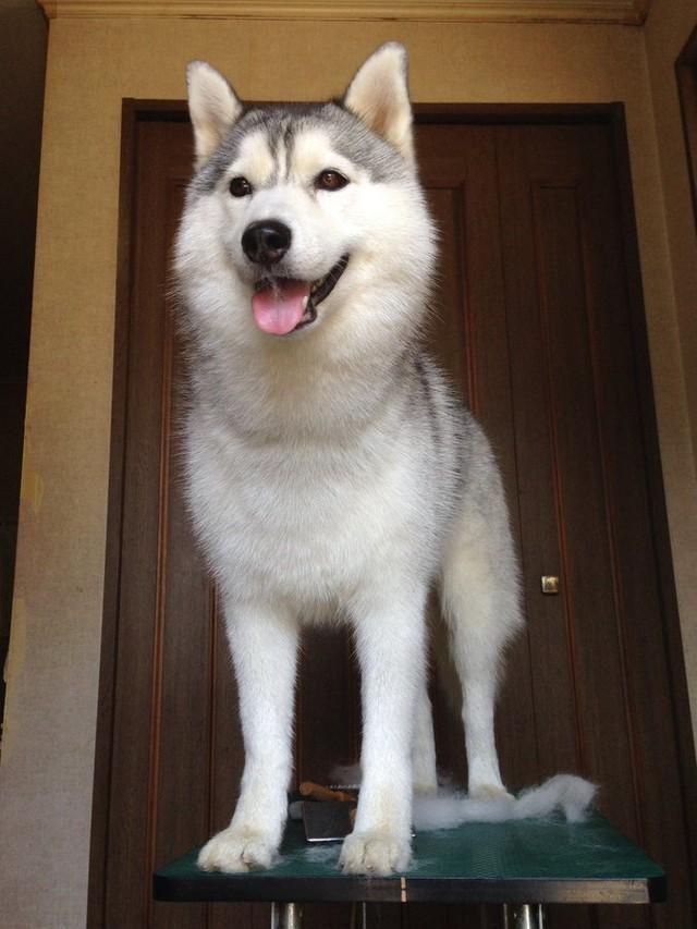 【ビフォー】2歳の頃のシュッとしたハスキー犬、シルビアちゃん。この9年後……（画像提供：ハマジさん @xxhama2）