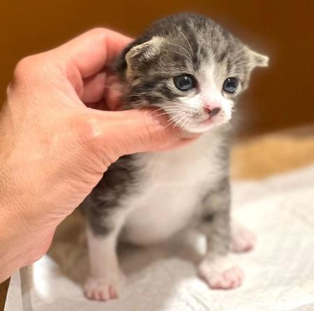 「おや、新入りかい？」 生後2日で保護した74グラムの子猫 18匹の先住猫が温かく歓迎 「立派な保育士さん！」