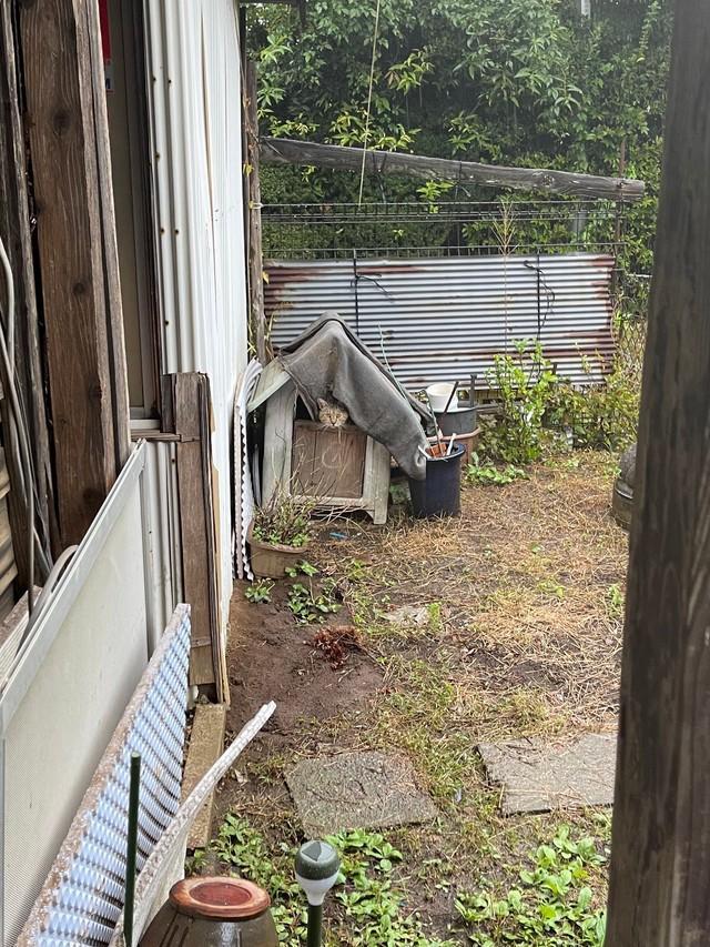 実は家の犬小屋に住んでた野良猫ちゃん（提供：よつばとポン酢さん）