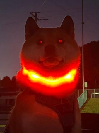 目から赤いビームを放つハロウィン柴犬！？「エレクトリカル犬散歩」がホラー風に