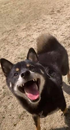 大きな笑顔で飼い主さんを見上げていましたが…（画像提供／暴君ぺこさん　※動画よりキャプチャ）