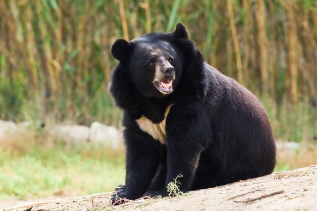 秋田県の市街地でツキノワグマが出現（snaptitude/stock.adobe.com）